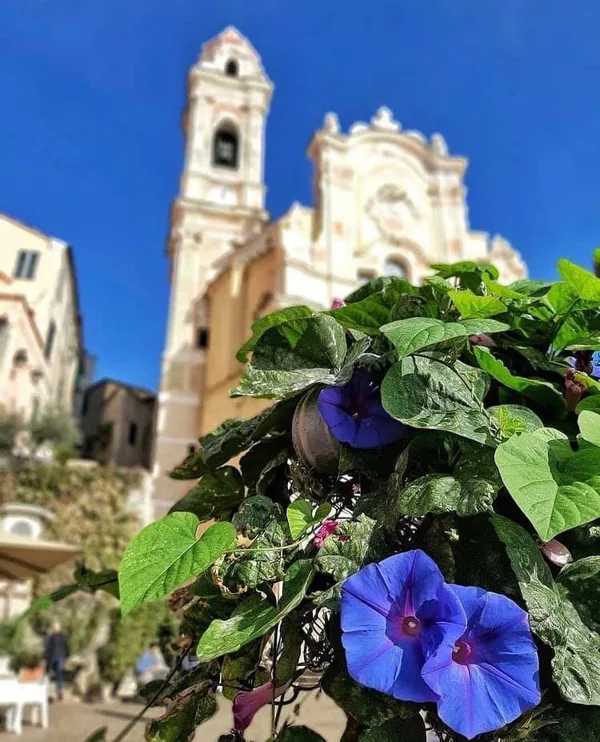 Cervo